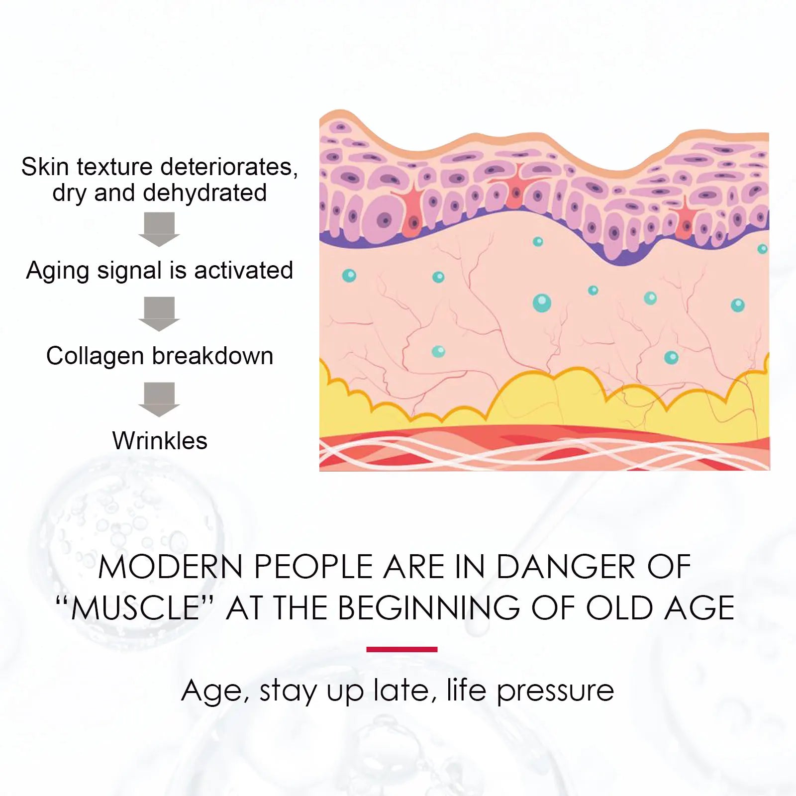 Diagram showing skin aging process with collagen breakdown and wrinkles, highlighting benefits of Rosehip Facial Essential Oil for skin repair and anti-aging